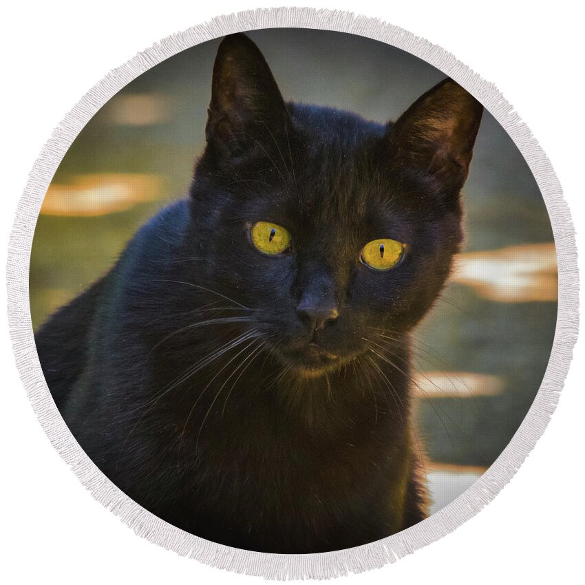 Alley Cat Round Beach Towel featuring the photograph Alley Cat by Mitch Shindelbower