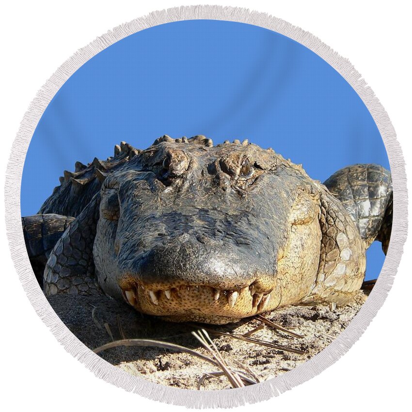 Gator Round Beach Towel featuring the photograph Alligator Approach .png by Al Powell Photography USA