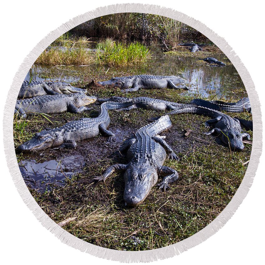 Nature Round Beach Towel featuring the photograph Alligators 280 by Michael Fryd