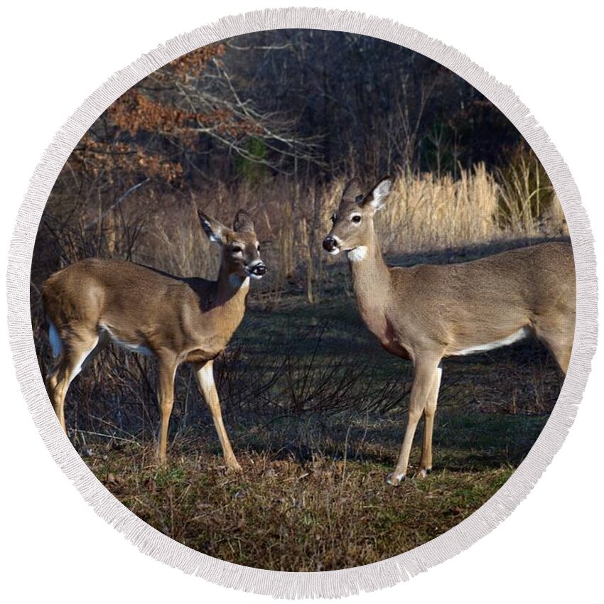 Deer Round Beach Towel featuring the photograph Almost Spring by Bill Stephens