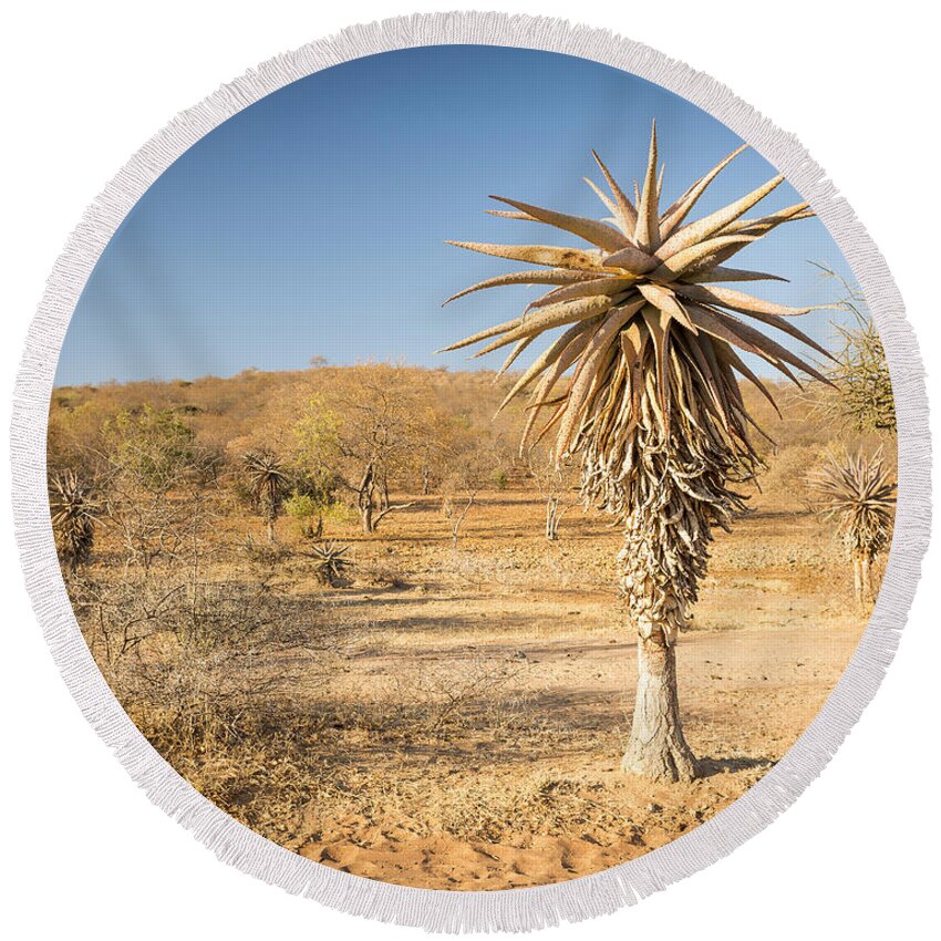 Africa Round Beach Towel featuring the photograph Aloe Vera Trees Botswana Africa by THP Creative
