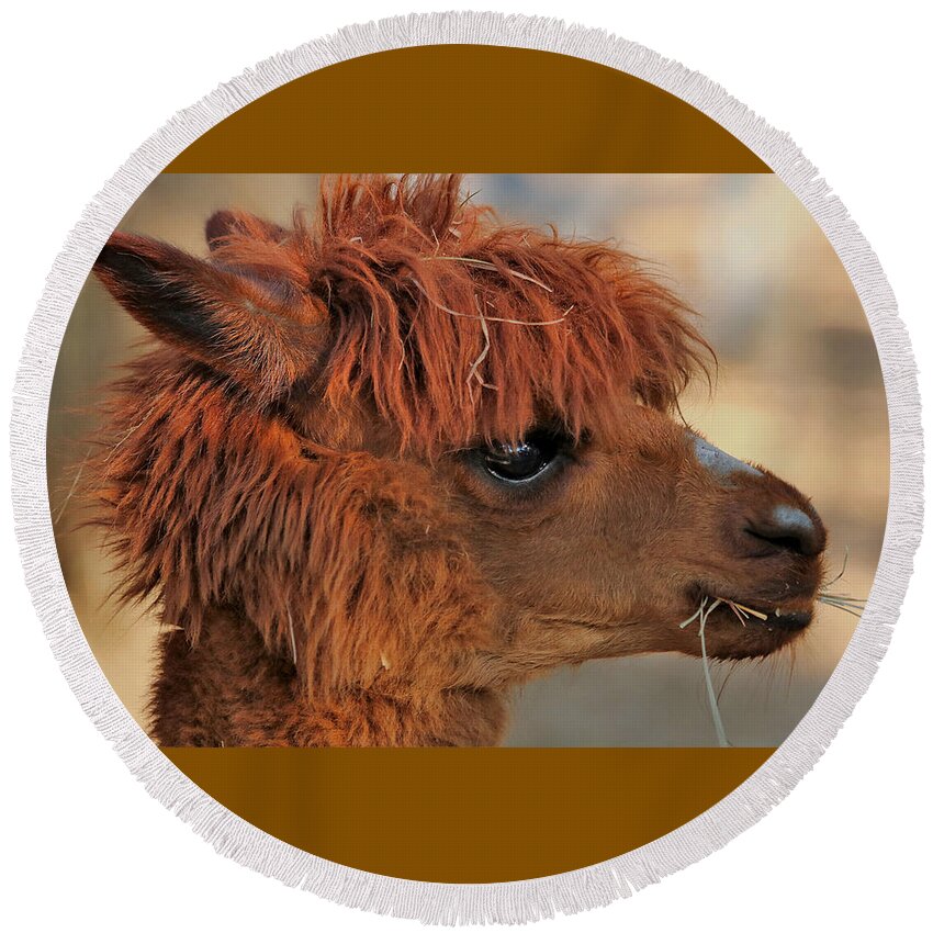 Nature Round Beach Towel featuring the photograph Alpaca Portrait by Sheila Brown
