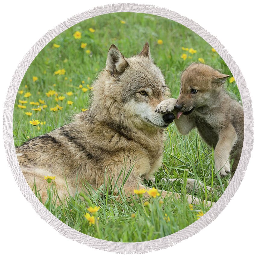 Wolves Round Beach Towel featuring the photograph Alpha Female Wolf Playing With Pup by Tibor Vari