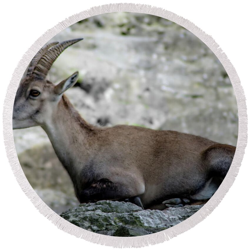 Michelle Meenawong Round Beach Towel featuring the photograph Alpine Ibex by Michelle Meenawong