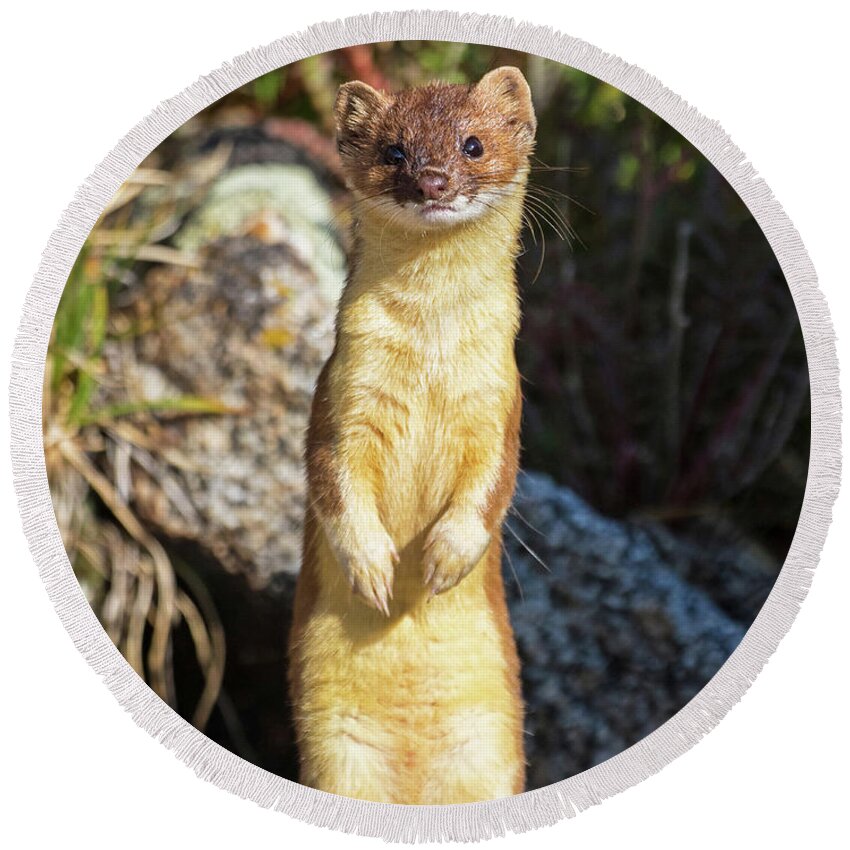 Long-tailed Weasel Round Beach Towel featuring the photograph Alpine Tundra Weasel #3 by Mindy Musick King