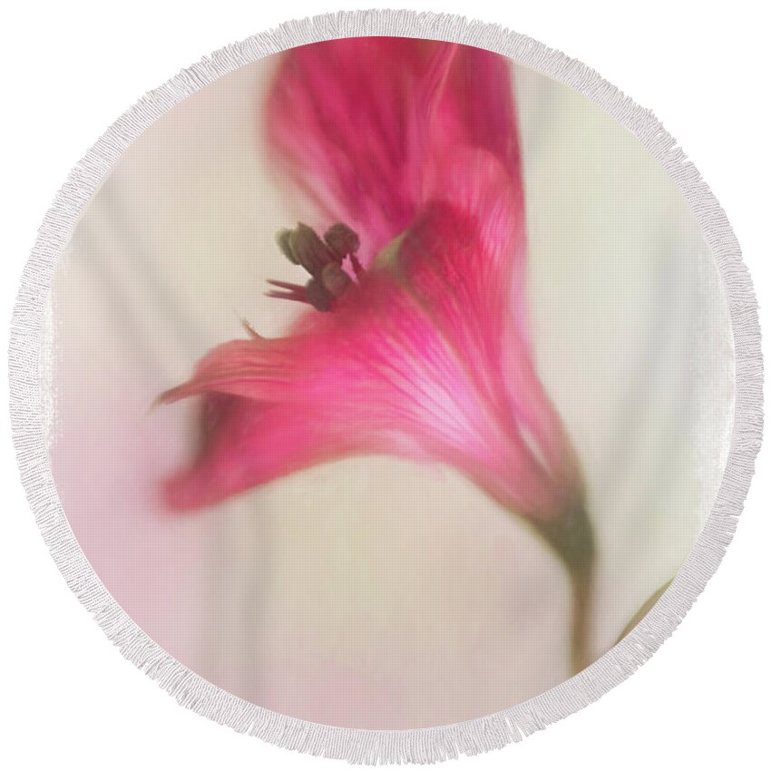 Alstroemeria Round Beach Towel featuring the photograph Alstroemeria in Bloom by David and Carol Kelly