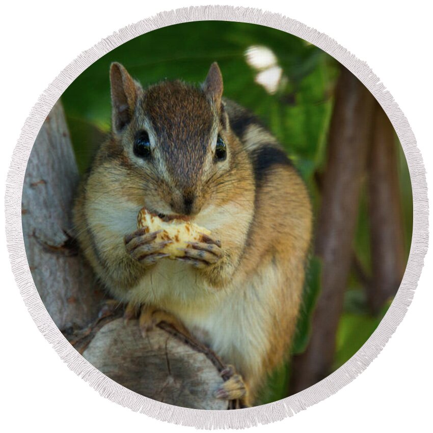 Alvin Chipmunk Nature Wildlife Wild Life Wilderness Outside Outdoors Natural Eating Snack Tree Ma Mass Massachusetts Brian Hale Brianhalephoto Round Beach Towel featuring the photograph Alvin Eating 2 by Brian Hale