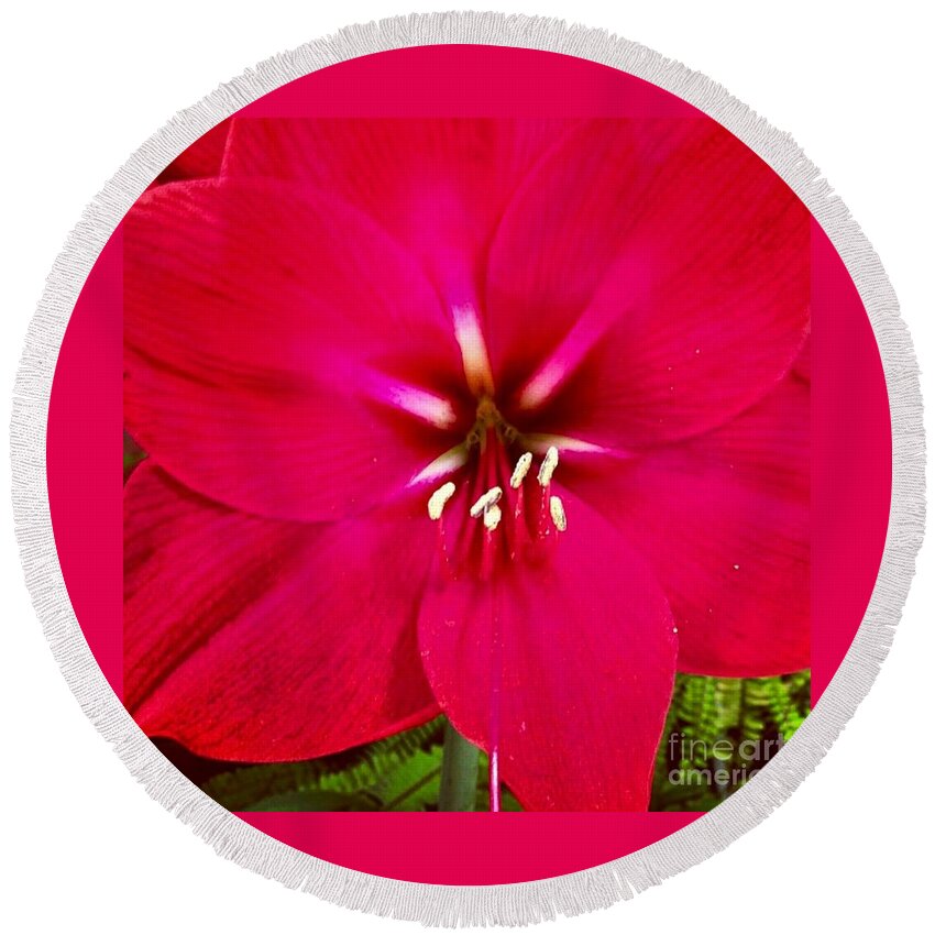 Flower Round Beach Towel featuring the photograph Amaryllis Detail by Denise Railey