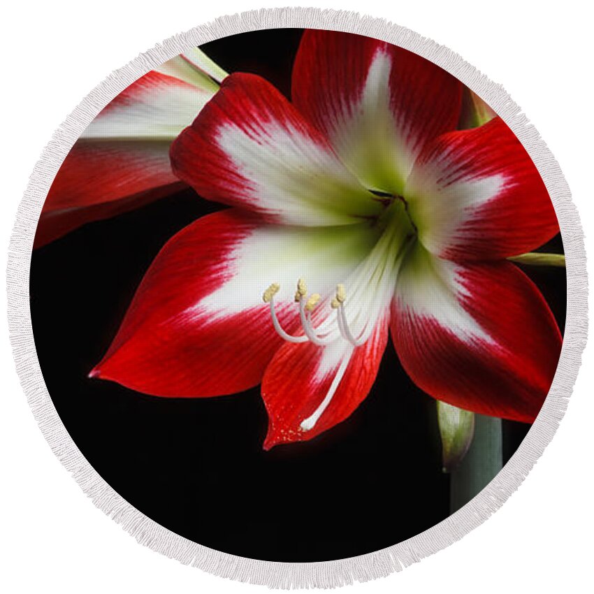 Flower Round Beach Towel featuring the photograph Amaryllis 'quito' by Ann Jacobson