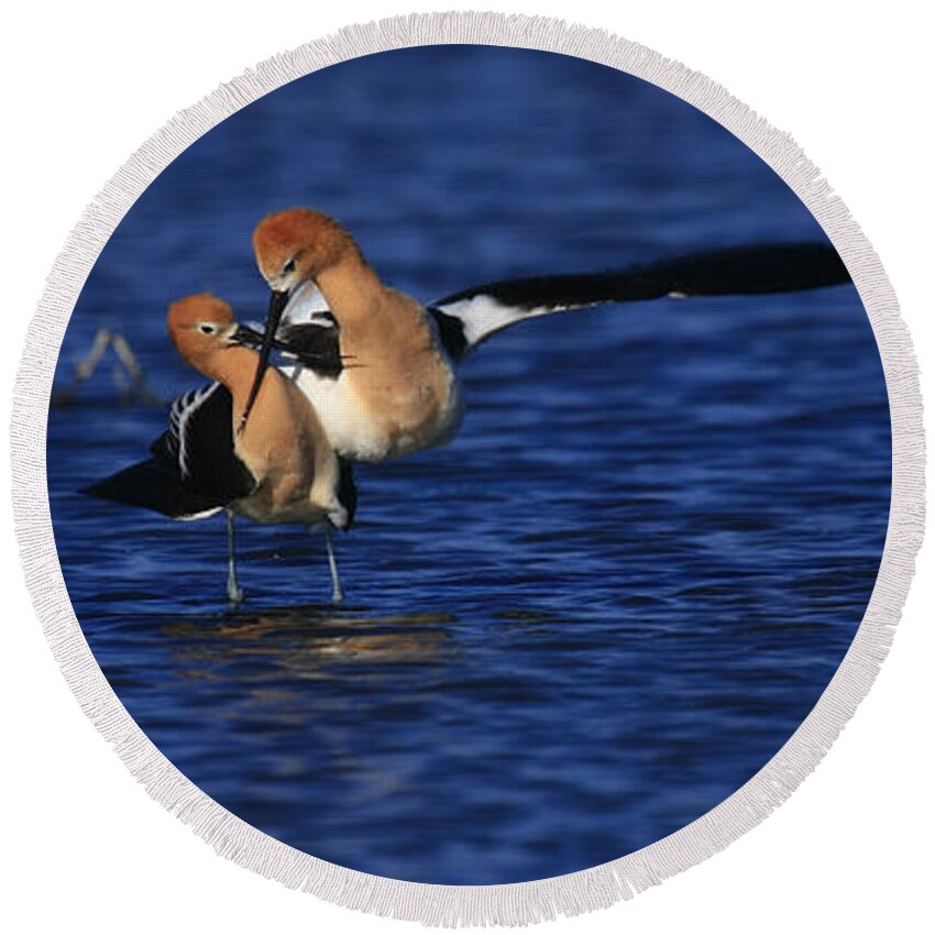 Birds Round Beach Towel featuring the photograph Courtship Cross by John F Tsumas
