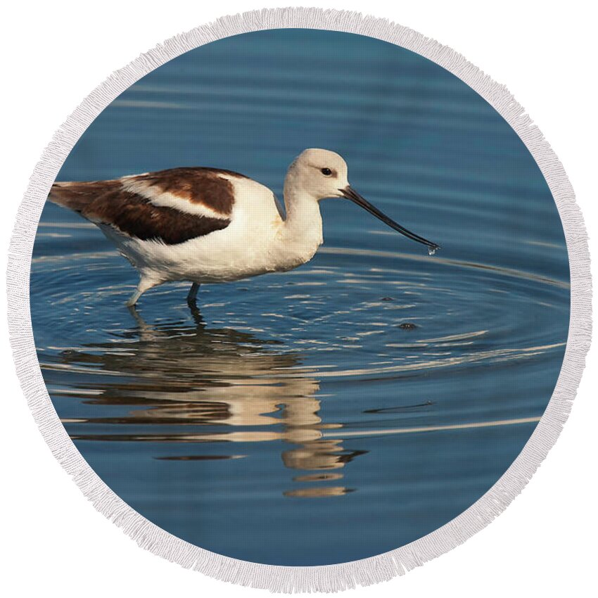American White Pelican Round Beach Towel featuring the photograph American Avocet by Ram Vasudev