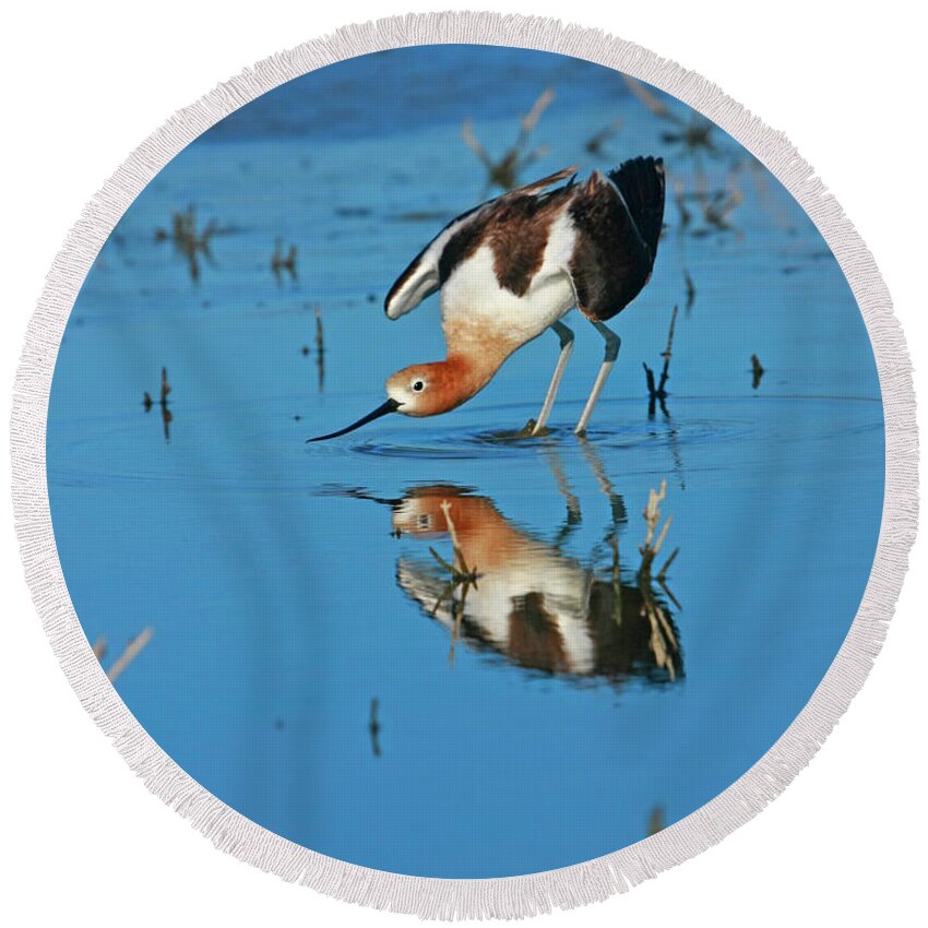 Birds Round Beach Towel featuring the photograph American Avocet Reflection by John F Tsumas
