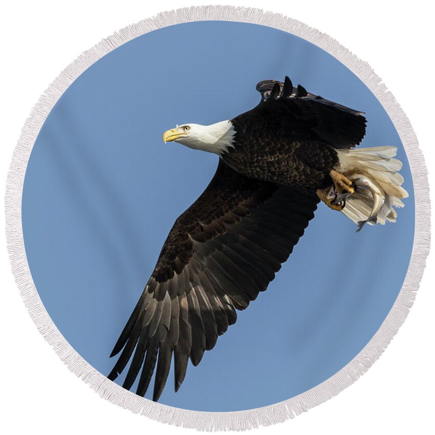 American Bald Eagle Round Beach Towel featuring the photograph American Bald Eagle 2017-4 by Thomas Young