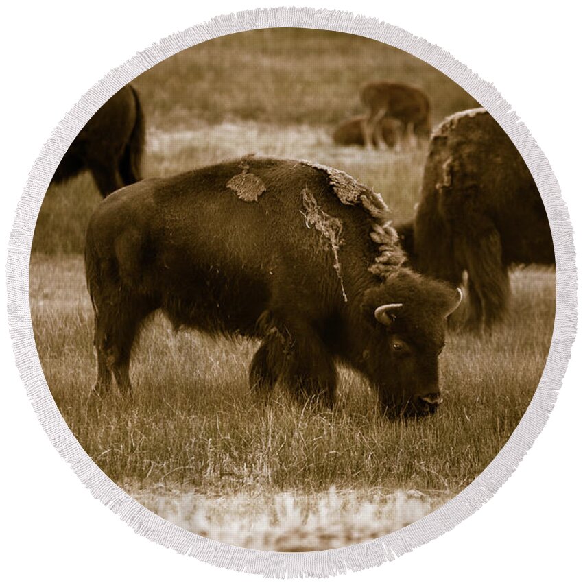 American West Round Beach Towel featuring the photograph American Bison Grazing - BW by Chris Bordeleau