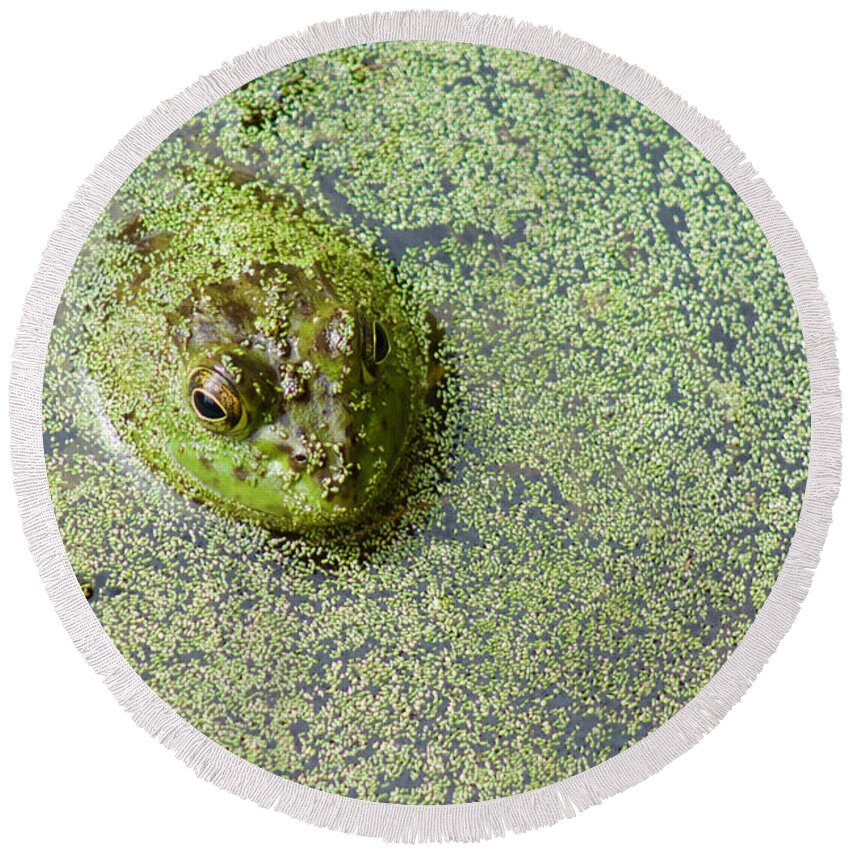 Photography Round Beach Towel featuring the photograph American Bullfrog by Sean Griffin