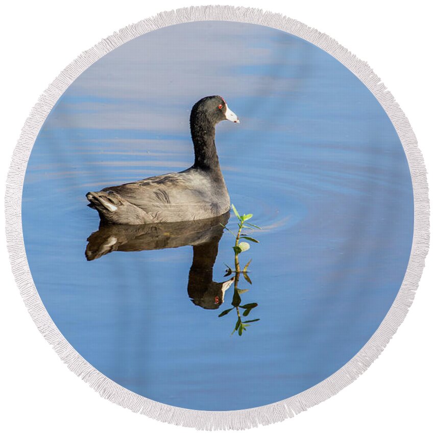 American Coot Round Beach Towel featuring the photograph American Coot by Rene Triay FineArt Photos