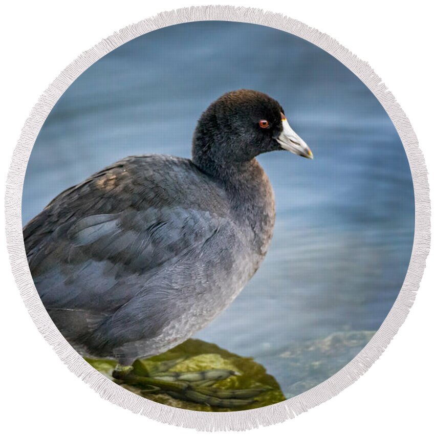 Bird Round Beach Towel featuring the photograph American Coot by Wild Fotos