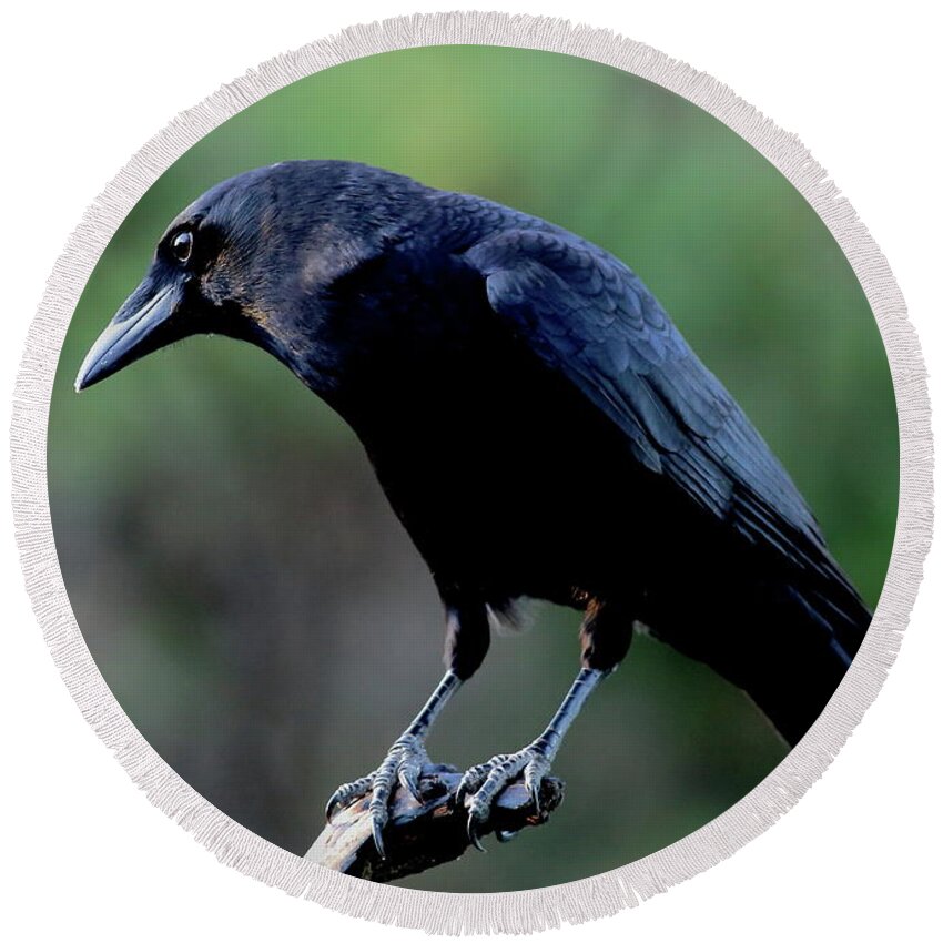 Bird Round Beach Towel featuring the photograph American Crow In Thought by Daniel Reed