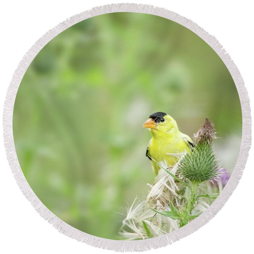 American Finch Round Beach Towel featuring the photograph American Finch Having Afternoon Snack by Nikki Vig