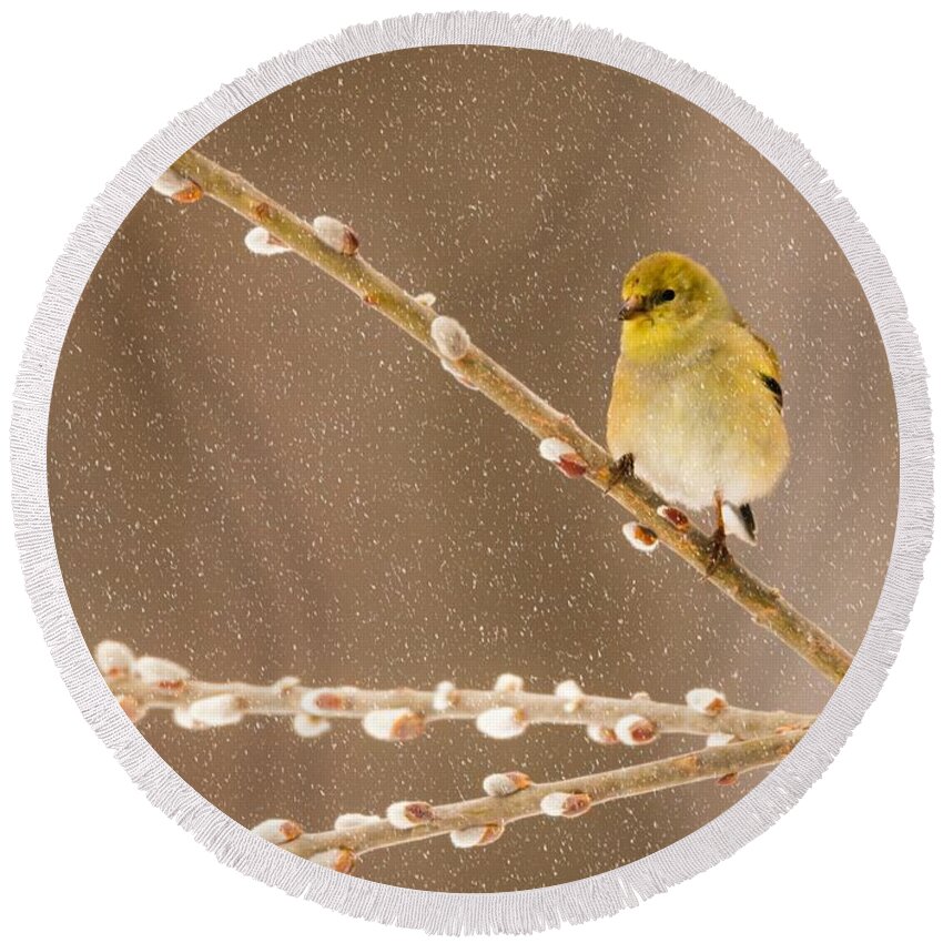 Aves Round Beach Towel featuring the photograph American Goldfinch by Heather Hubbard