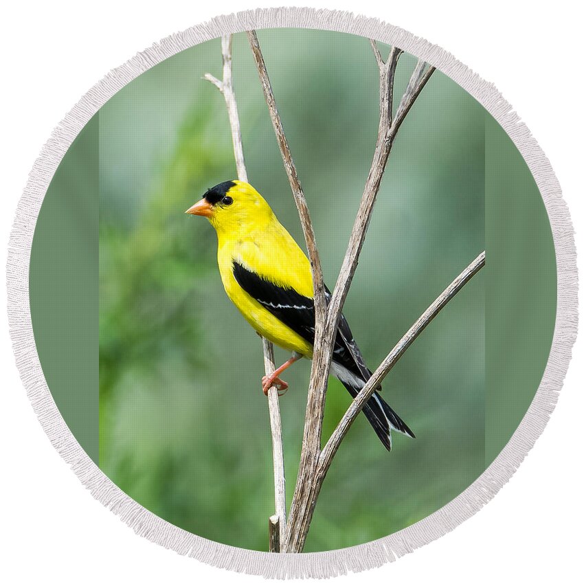 American Goldfinch Round Beach Towel featuring the photograph American Goldfinch  by Holden The Moment