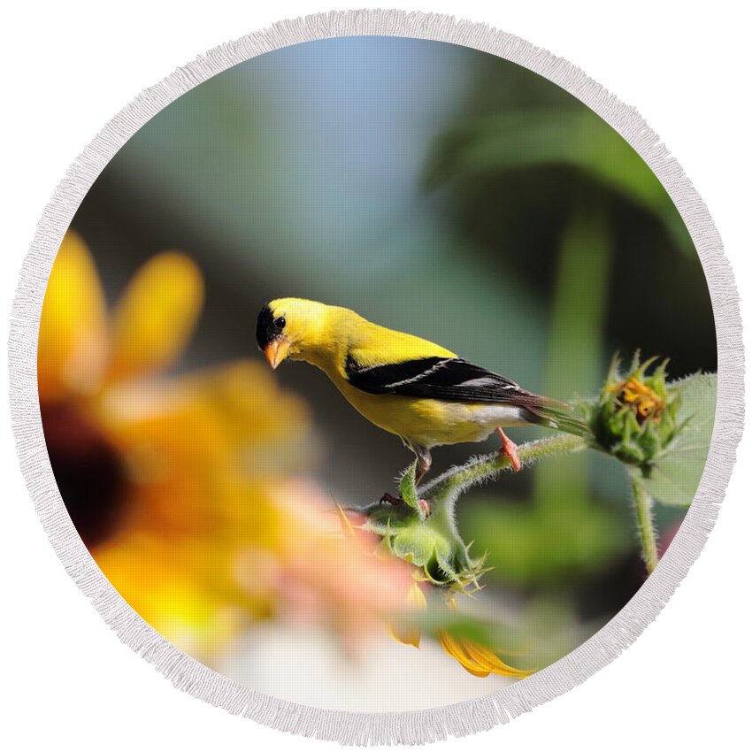 American Goldfinch Round Beach Towel featuring the photograph American Goldfinch by John Moyer