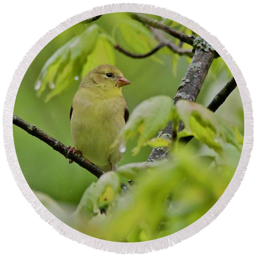 American Round Beach Towel featuring the photograph American Goldfinch by Michael Peychich