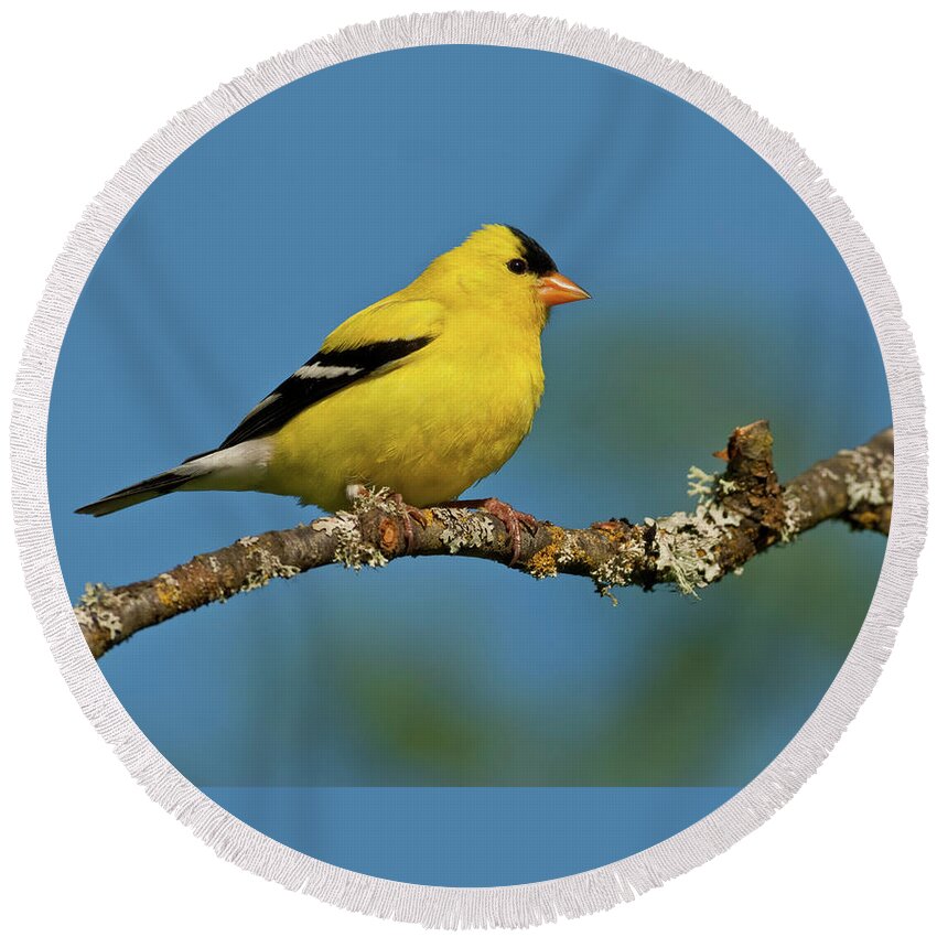 American Goldfinch Round Beach Towel featuring the photograph American Goldfinch Perched in a Tree by Jeff Goulden