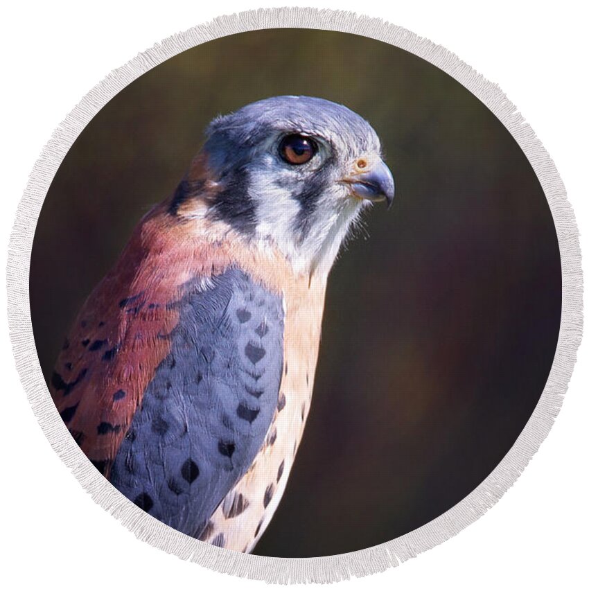 Bird Round Beach Towel featuring the photograph American Kestrel Portrait by Sharon McConnell