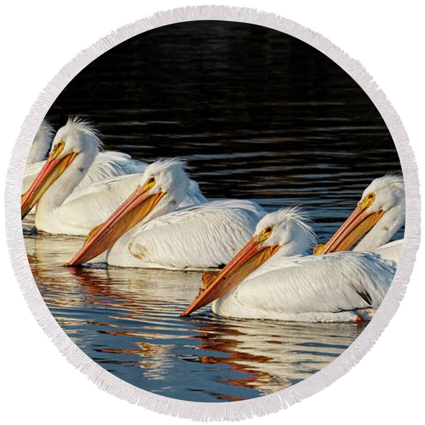 Kansas Round Beach Towel featuring the photograph American Pelicans - 01 by Rob Graham