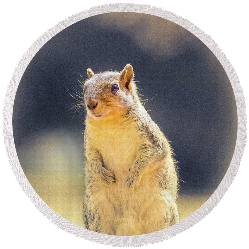 5dmkiv Round Beach Towel featuring the photograph American Red Squirrel by Mark Mille