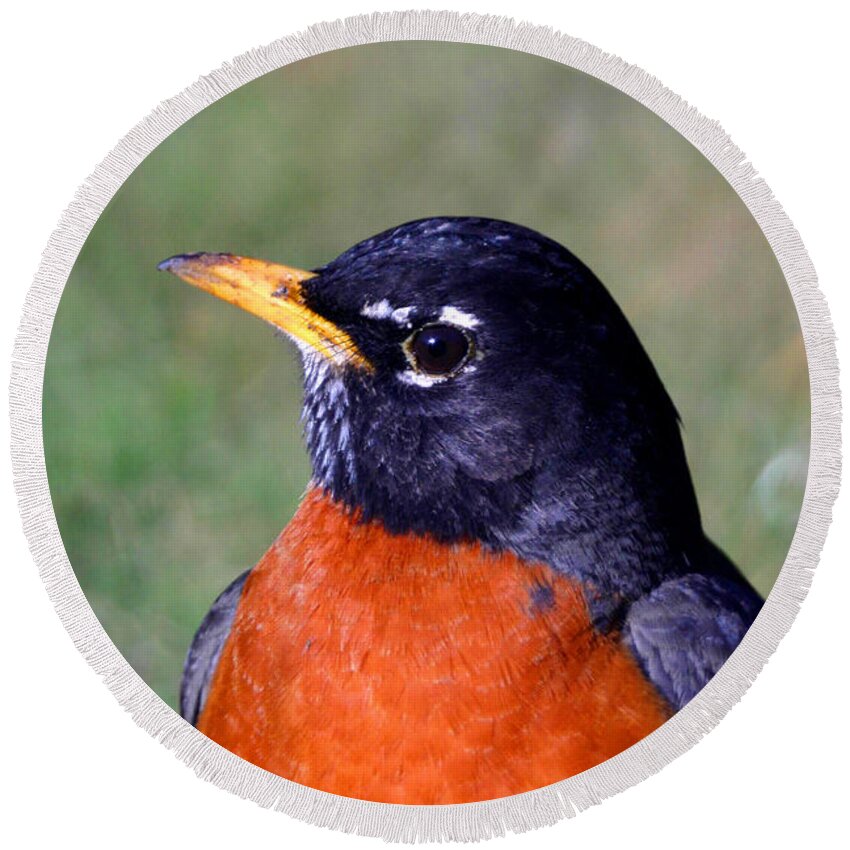 Bird Round Beach Towel featuring the photograph American Robin by Karol Livote
