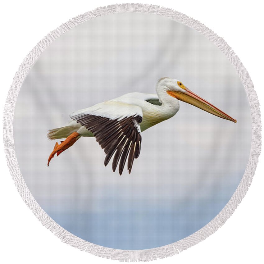 Pelican Round Beach Towel featuring the photograph American White Pelican Cruising by James BO Insogna