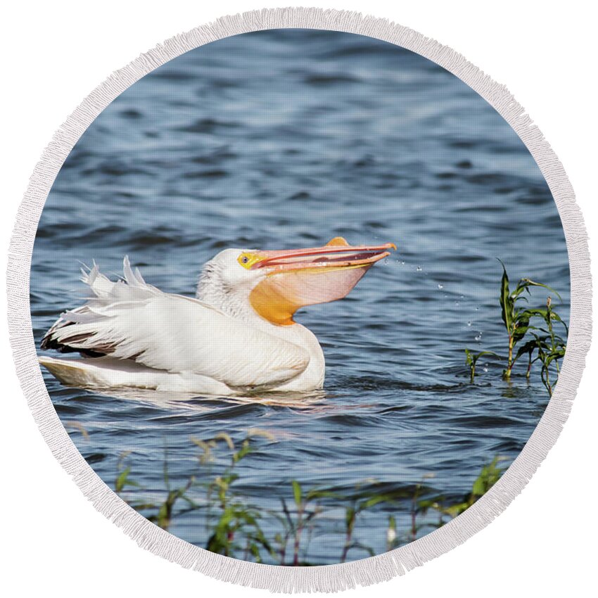 Nature Round Beach Towel featuring the photograph American White Pelican Male by Robert Frederick
