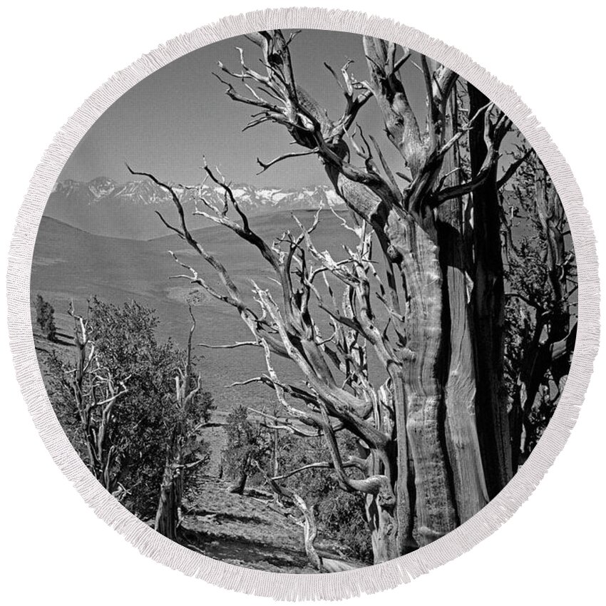 Bristlecone Pine Round Beach Towel featuring the photograph Ancient Bristlecone Pine Tree, Composition 4, Inyo National Forest, White Mountains, California by Kathy Anselmo
