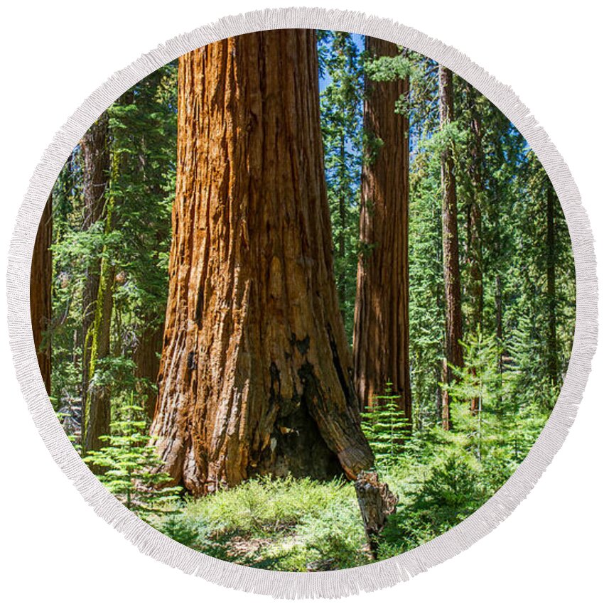Sequoia Round Beach Towel featuring the photograph Ancient Sequoia Forest by Pierre Leclerc Photography