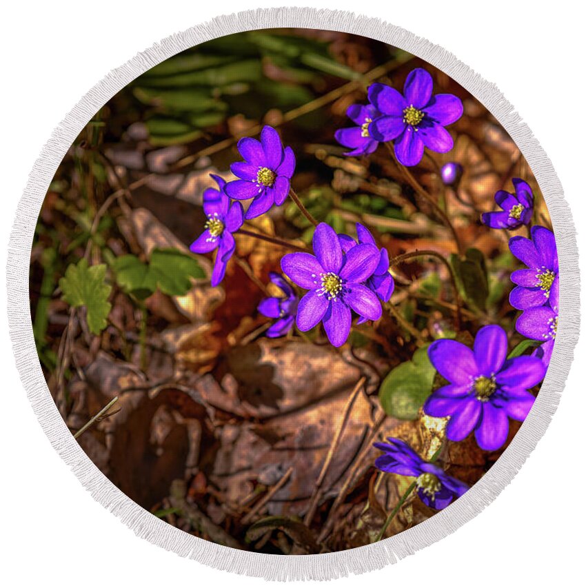 Liverwort Round Beach Towel featuring the photograph Anemone Hepatiea #g3 by Leif Sohlman