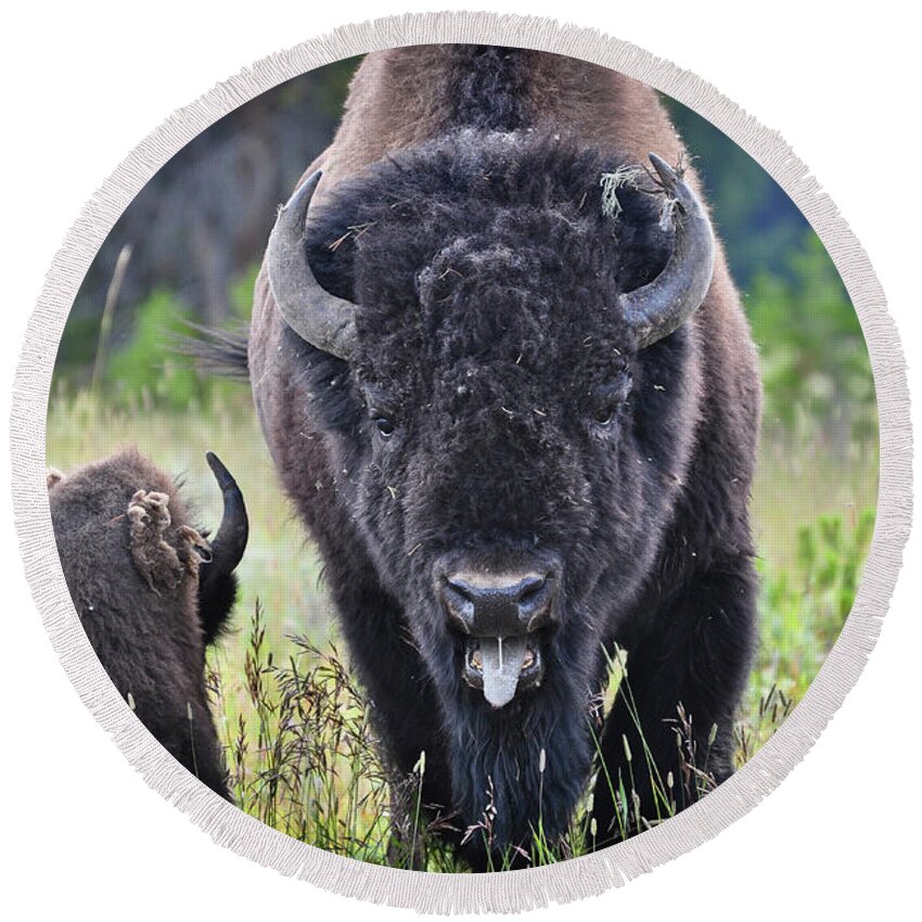 Yellowstone Round Beach Towel featuring the photograph Angry Bison by Greg Norrell