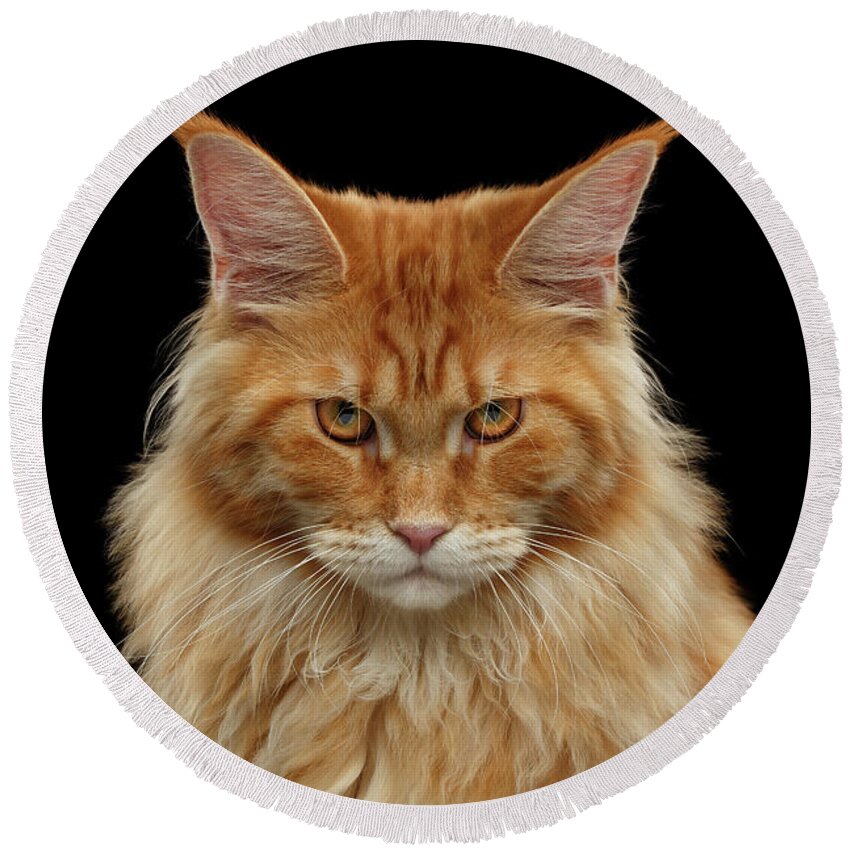 Angry Round Beach Towel featuring the photograph Angry Ginger Maine Coon Cat Gazing on Black background by Sergey Taran