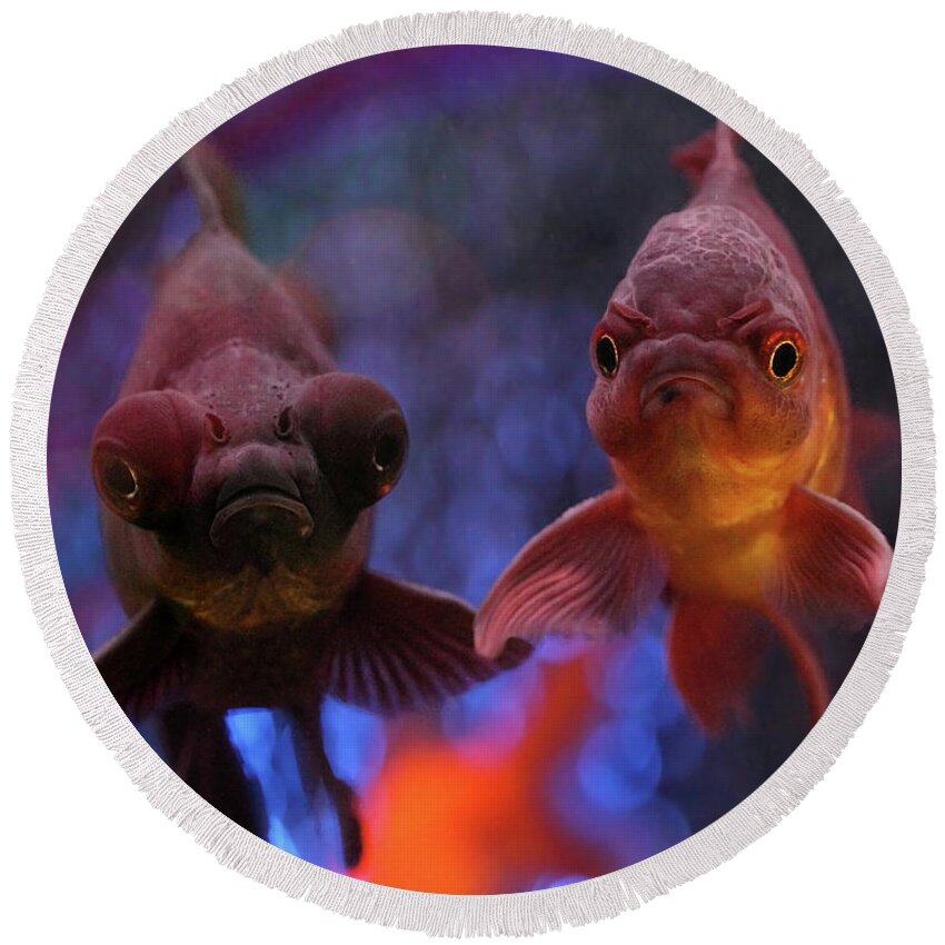 Goldfish Round Beach Towel featuring the photograph Angry Goldfish by Angela Murdock