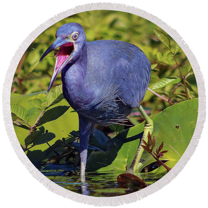 Herons Round Beach Towel featuring the photograph Angry Little Blue Heron - Egretta Caerulea by DB Hayes