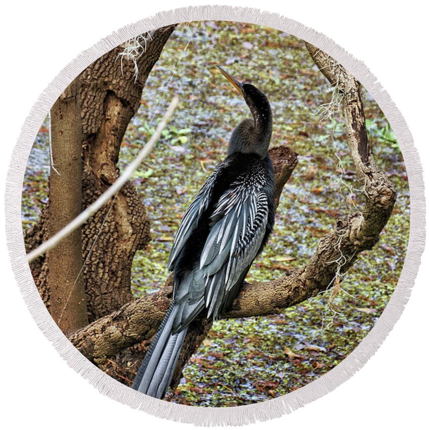 Animal Round Beach Towel featuring the photograph Anhinga 2 by John Trommer