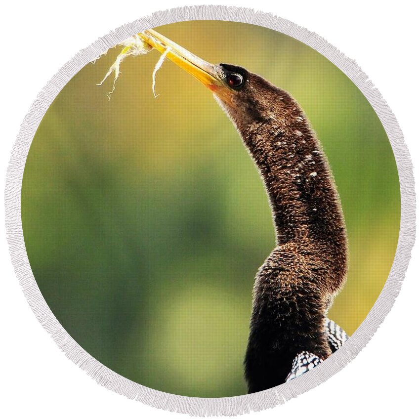 Anhinga With Plastic Round Beach Towel featuring the photograph Anhinga With Plastic by Jack Cushman