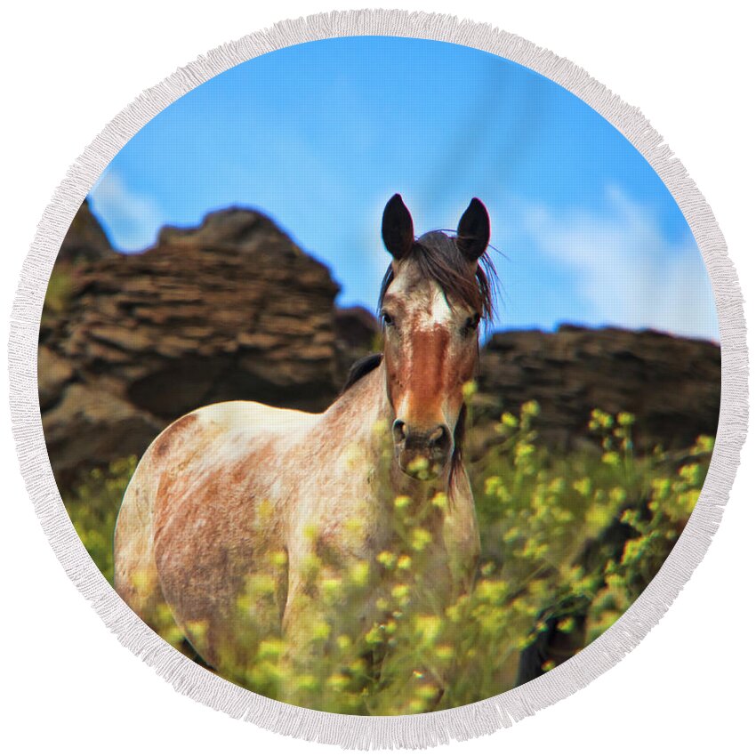 Horses Round Beach Towel featuring the photograph Appaloosa Mustang in the Wild. by Waterdancer