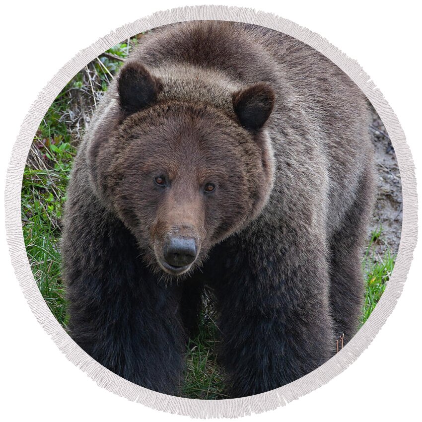 Mark Miller Photos Round Beach Towel featuring the photograph Approaching Grizzly by Mark Miller