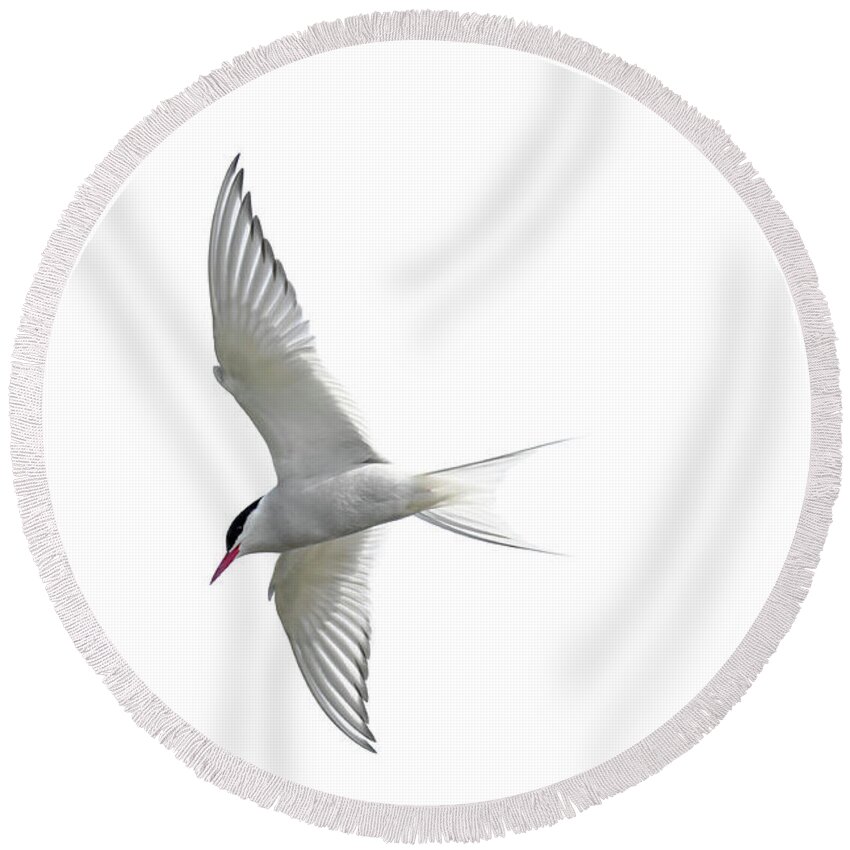 Arctic Tern Round Beach Towel featuring the photograph Arctic Tern flying in Mist by Arterra Picture Library