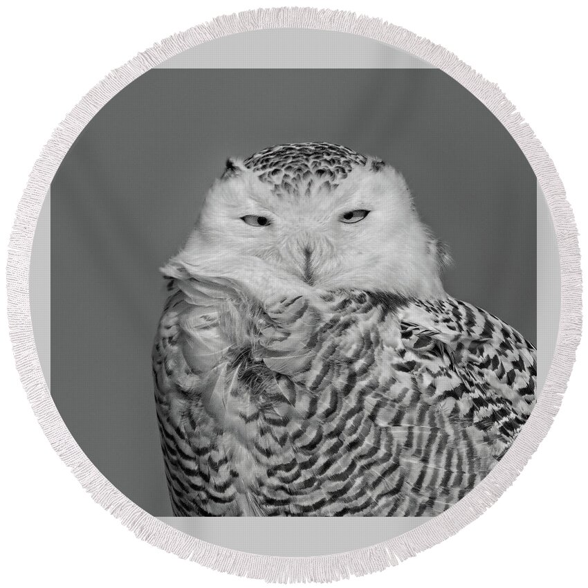 Snowy Owl Round Beach Towel featuring the photograph Arctic Visitor by Jim Zablotny