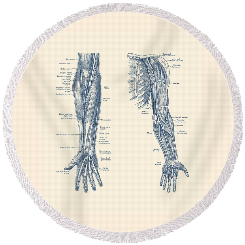 Arm Anatomy Round Beach Towel featuring the drawing Arm and Hand Diagram - Dual View - Vintage Anatomy by Vintage Anatomy Prints