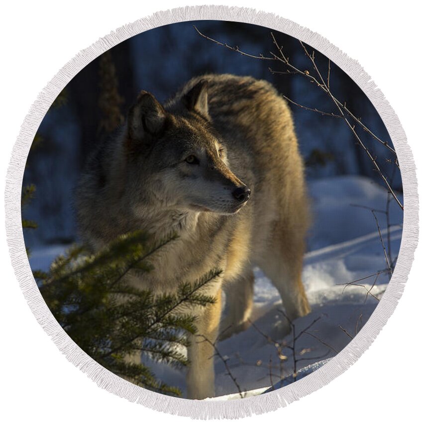 Wolf Round Beach Towel featuring the photograph As the woods awakes by Jeff Shumaker