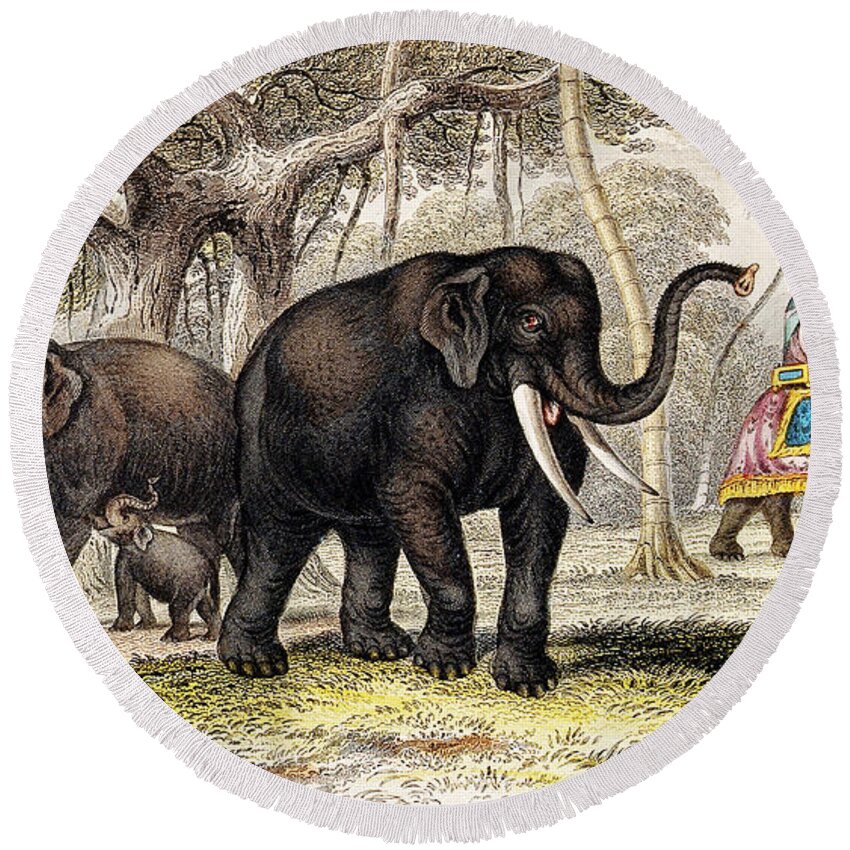 Historic Round Beach Towel featuring the photograph Asiatic Elephant With Young, 19th by Wellcome Images